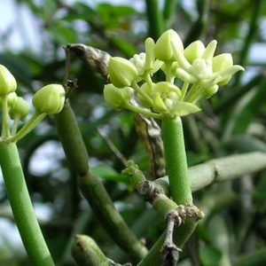 Somvalli live plant with vibrant green leaves