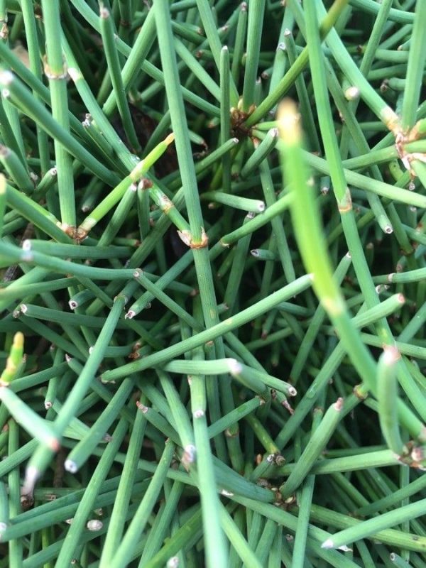 Somvalli live plant with vibrant green leaves