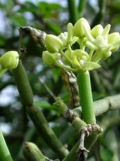 Somvalli live plant with vibrant green leaves