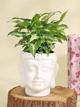 p-purifying-syngonium-plant-in-a-ceramic-buddha-planter-196609-m