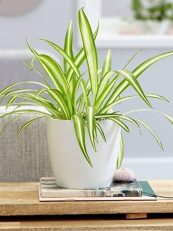 spider-plant-1-jr-globle-original-imag5zsfmzz9gkyy